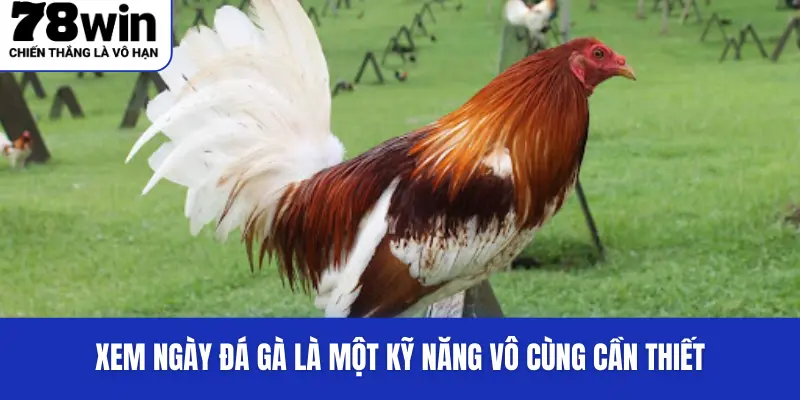 Xem ngày đá gà là một kỹ năng vô cùng cần thiết
